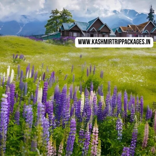 KASHMIR HONEYMOON PACKAGE