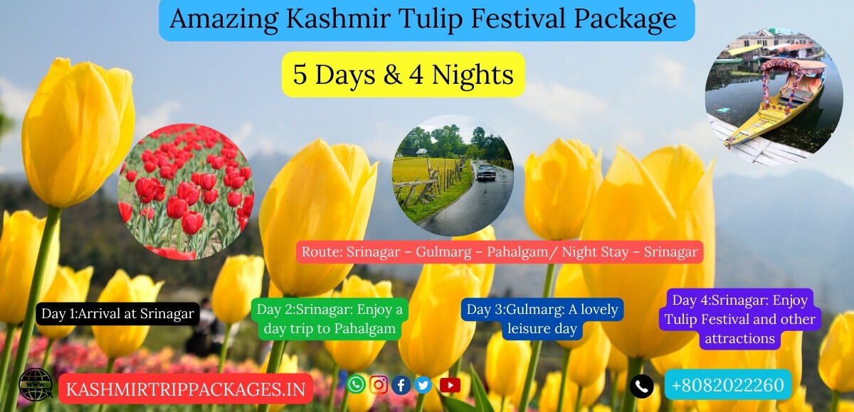 Kashmir Tulips