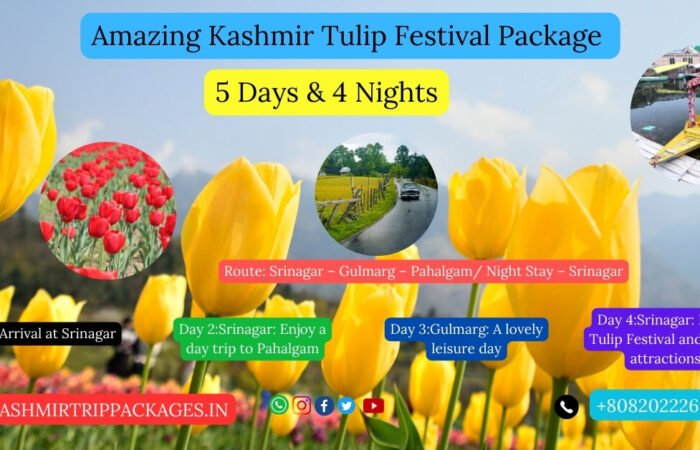 Kashmir Tulips