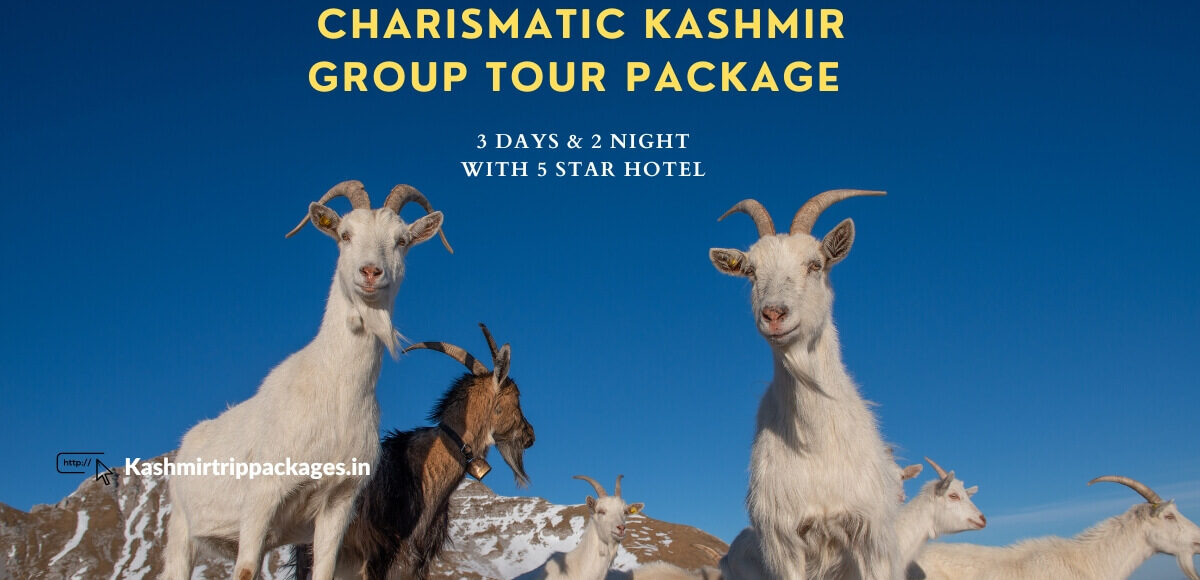 kashmir package for couple