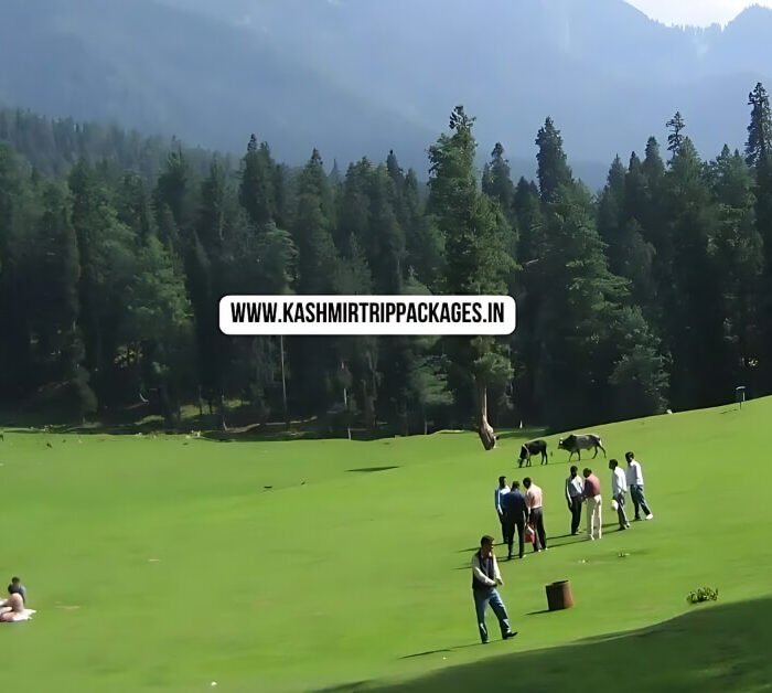 Special Kashmir Family Tour Package
