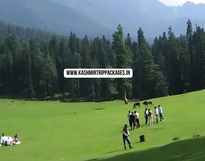 Special Kashmir Family Tour Package