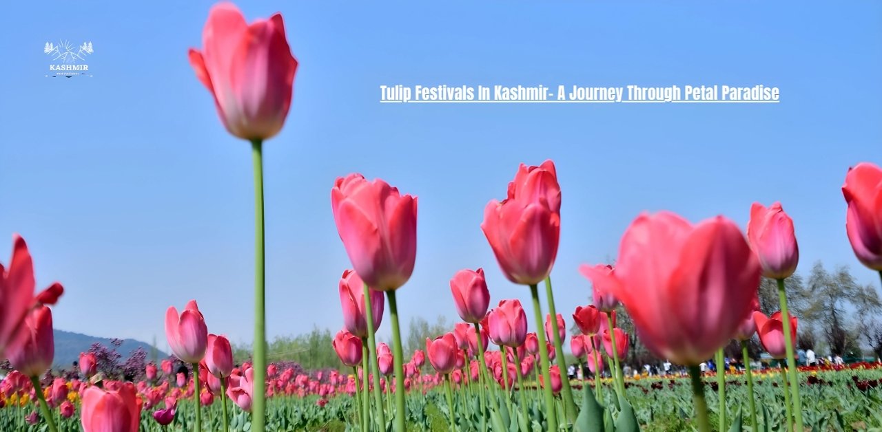 Tulip Festivals In Kashmir- A Journey Through Petal Paradise